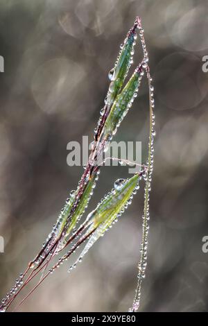 Close-up of dew drops on blades of grass in the early morning light. Stock Photo