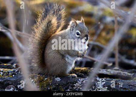 A closeup shot of the squirrel on the rock Stock Photo - Alamy