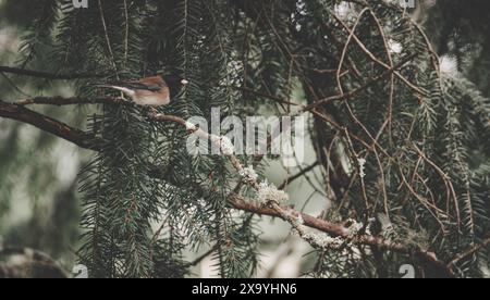 A bird perched on a snow-covered branch in a winter scene Stock Photo