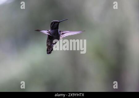 A hummingbird soars above lush green trees in the forest Stock Photo
