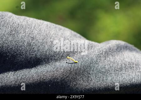 An insect on a fabric during daylight Stock Photo
