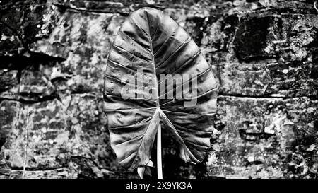 Monochrome leaf contrasts with stone wall background Stock Photo