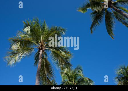 Three palm trees standing in a row against a clear blue sky Stock Photo
