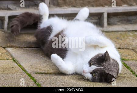 A gray and white cat lying on its back Stock Photo