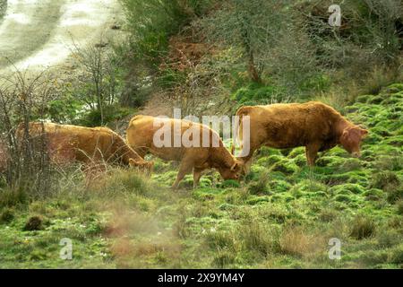 A scenic view of cows grazing on a grassy hillside with shrubs Stock Photo