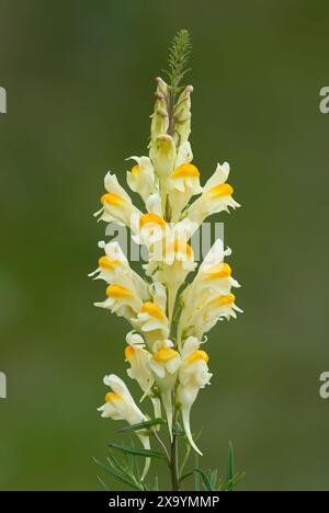 Common yellow toadflax, Linaria vulgaris or butter and eggs flower, close up. Isolated on green background. Meadow plant, herb. Trencin, Slovakia Stock Photo