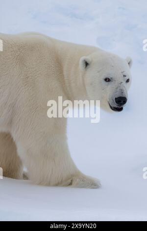 Eastern Greenland, Blosseville Coast. Healthy male polar bear on spring ice floe. Stock Photo