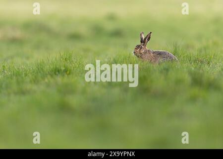 A Hare sitting in grass next to a dog in field Stock Photo