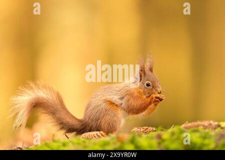 A Red Squirrel playing about in the woods Stock Photo