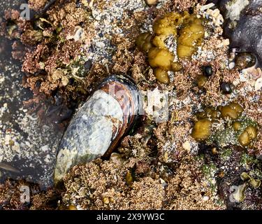 A large mussel shell underwater in an intertidal pool with colorful red and orange seaweed. Stock Photo