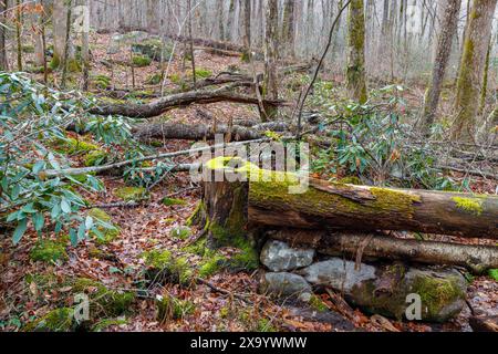 The moss-covered fallen trees and leaves in a woodland setting Stock Photo