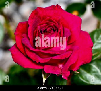 A Vibrant Stiletto rose in bloom against decorative wallpaper Stock Photo
