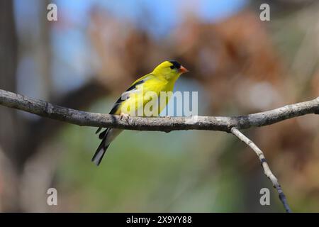 A yellow bird on tree branch with blue sky in background Stock Photo