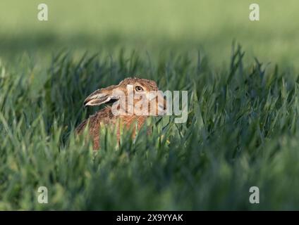 Peek a Boo hiding  in the crop. A shy Brown Hare ( Lepus europaeus ) peeping out through the farmers crop  of growing wheat . Suffolk, UK Stock Photo