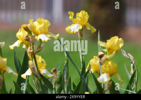 Yellow flowers in grassy field Stock Photo