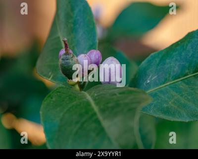 A small lemon on buds in nature Stock Photo