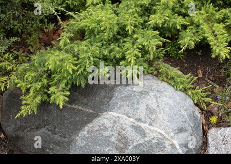Juniperus communis var. depressa 'Reedak' copper delight common juniper. Stock Photo