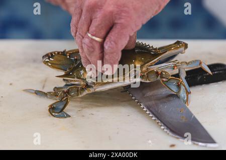 Callinectes sapidus, blue crab, invasive species of crab native to the waters of the western Atlantic Ocean and the Gulf of Mexico in a fish shop Stock Photo