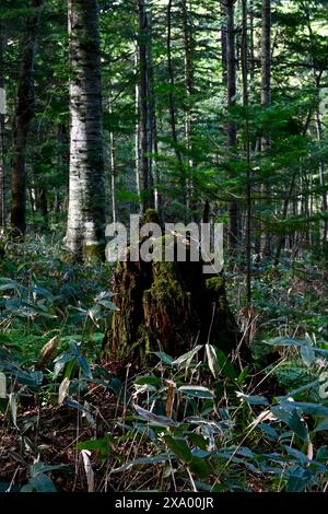 Large moss-covered tree stump in a forest Stock Photo