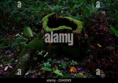 Decayed stump surrounded by fall foliage in a woodland setting Stock Photo