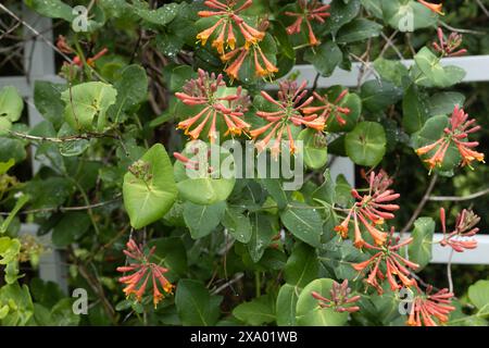 Lonicera  brownii 'Dropmore Scarlet' on a trellis Stock Photo - Alamy