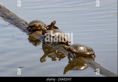 A group of painted turtles on a wooden log in the water Stock Photo
