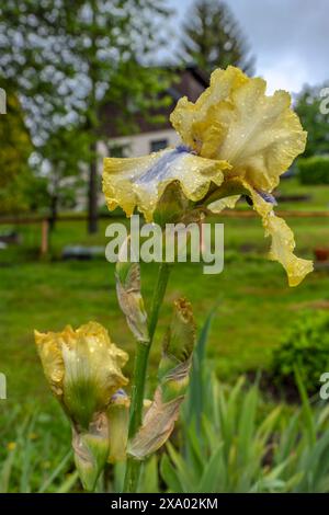 Yellow iris flower blossom with green grass background in summer fresh mountains after big rain Stock Photo