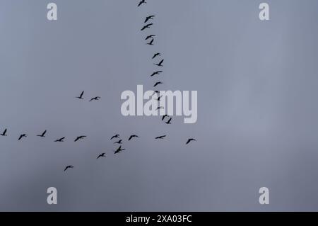 A flock of birds soar through a clear blue sky Stock Photo - Alamy