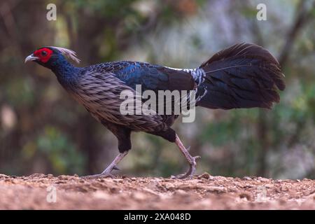 Kalij pheasant bird in its habitat. Close up Stock Photo
