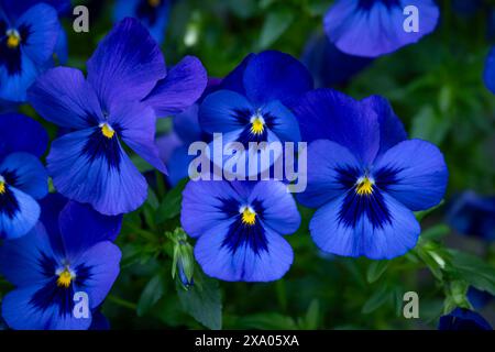 blue, purple, pansy flowers, Stock Photo