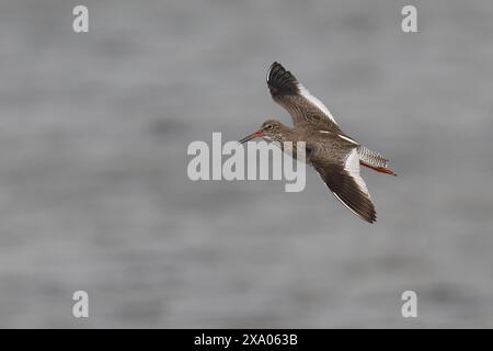 A Common Redshank bird soars above the water and waves Stock Photo
