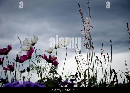 A low angle view of various colorful flowers against a cloud-filled sky Stock Photo