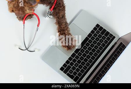 A dog paw on a laptop with a stethoscope nearby Stock Photo