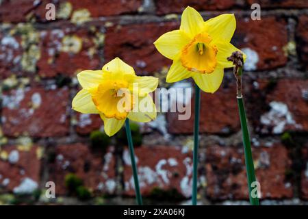 The Daffodils flowers with red brick wall background Stock Photo