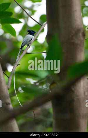 Asian paradise flycatcher Stock Photo - Alamy
