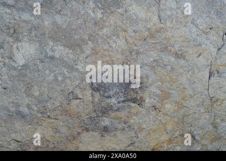 Dog paw print on stone wall next to concrete floor Stock Photo