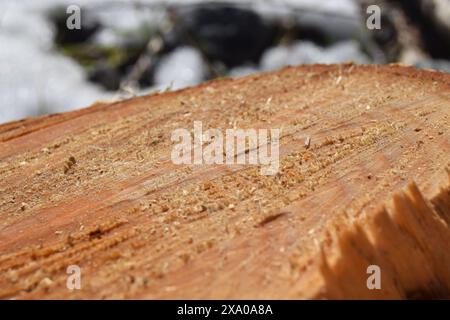 Close-up of tree stump wood in winter forest Stock Photo
