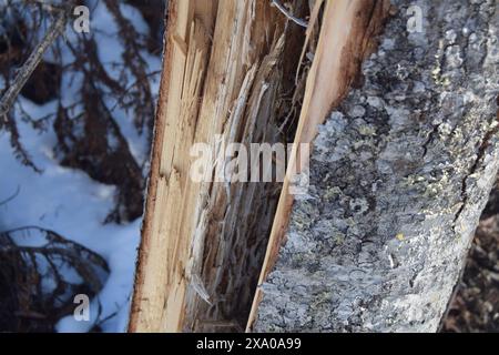 Tree trunk covered in snow and lichen Stock Photo