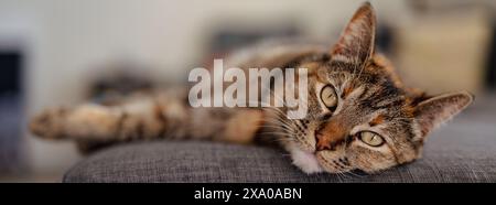 A cat resting on a gray couch atop a chair Stock Photo