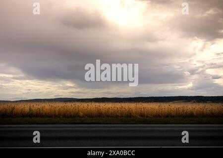 A scenic view of a wheat field under a cloudy sky Stock Photo