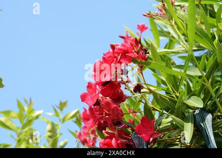 Flowering branches of pink Oleander Nerium tree under the blue sky Stock Photo