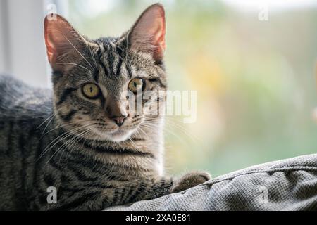 A gray tabby cat lying on a couch looking at the camera Stock Photo