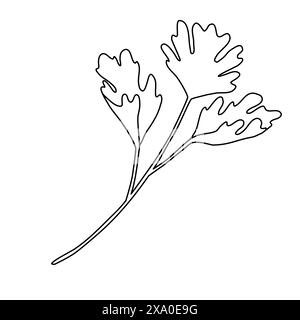 Twig with fresh parsley leaves, doodle style flat vector outline illustration for kids coloring book Stock Vector
