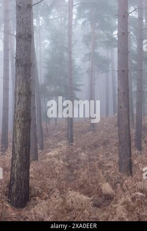 Tall trees on a foggy hill in a forestk Stock Photo