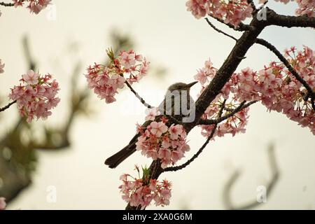 A bird sitting on a cherry blossom tree branch Stock Photo
