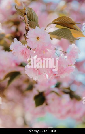Pink cherry blossoms on tree branches in full blooml Stock Photo