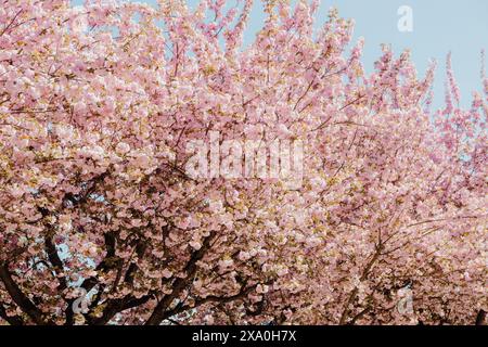 Some cherry blossoms in bloom against a clear blue sky in a park Stock Photo