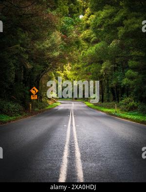 A scenic empty road winding through a lush green forest. Australia Stock Photo