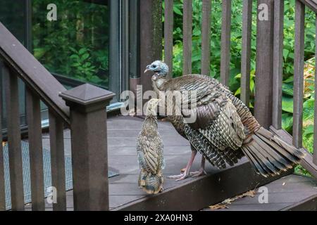Two domestic turkeys roaming on house steps Stock Photo