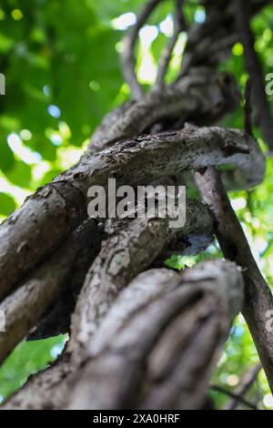 Twisted tree trunk in a forest setting Stock Photo